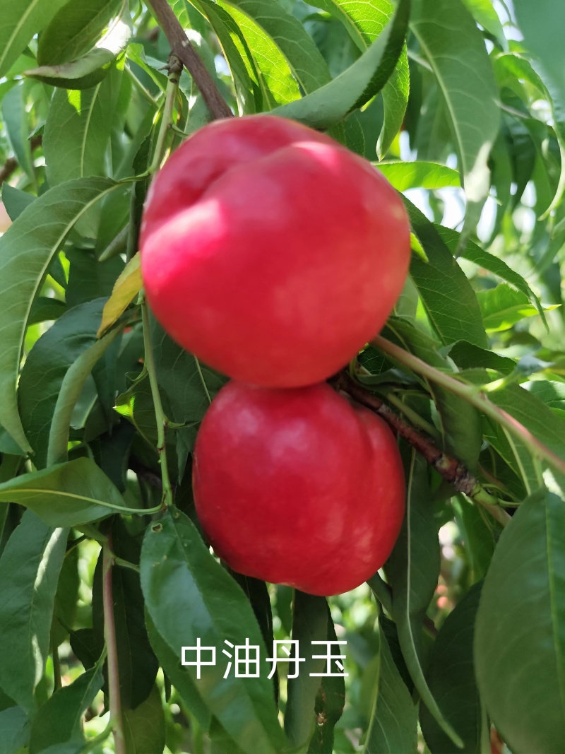 中油丹玉桃苗，油桃苗，早熟油桃苗，黄肉油桃苗，