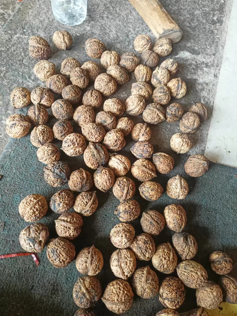 云南娘青核桃果8元一斤薄皮核桃产地直发品质保障