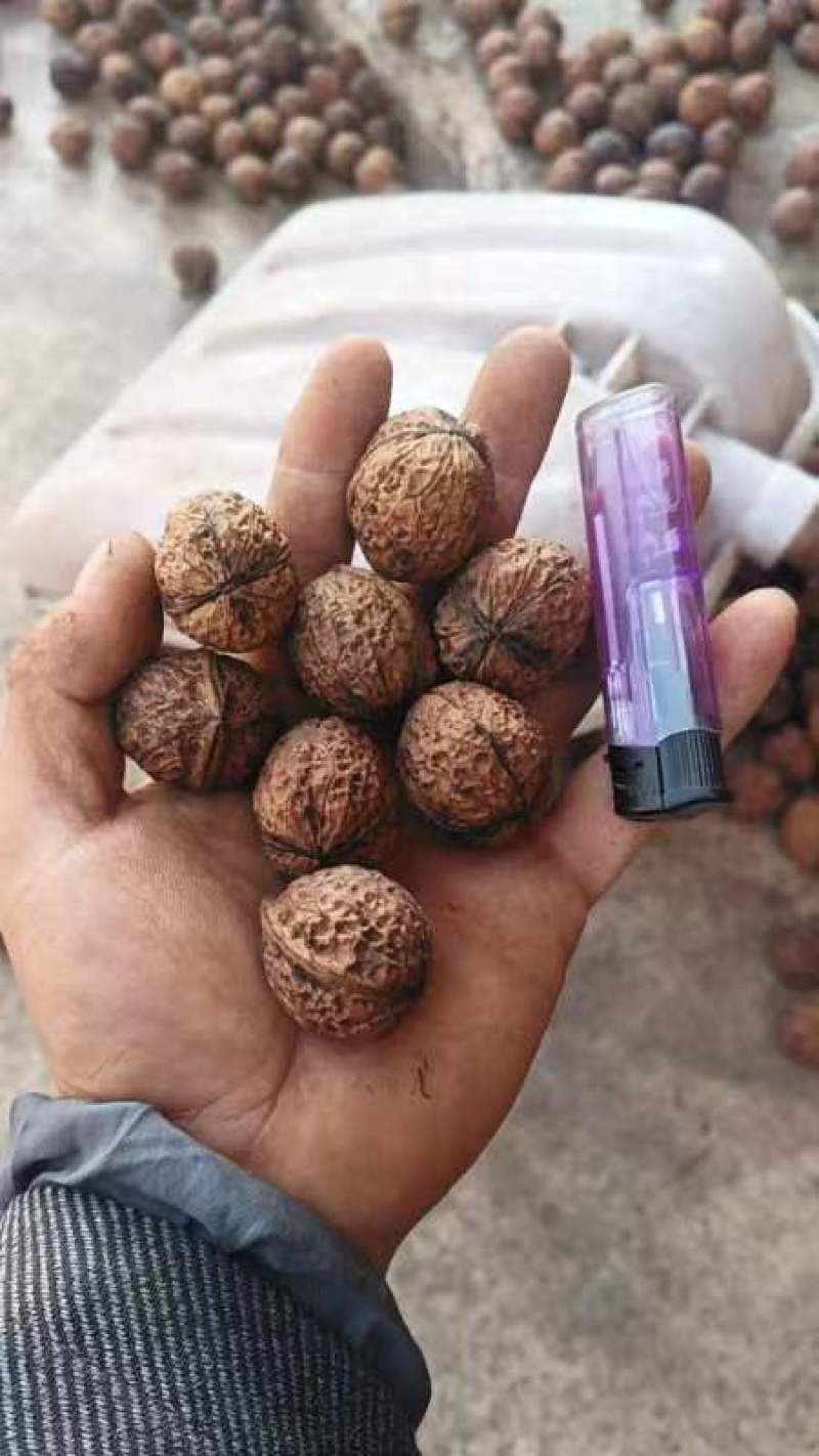 云南娘青核桃果8元一斤薄皮核桃产地直发品质保障