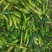 水果玉米泰阳花甜玉米