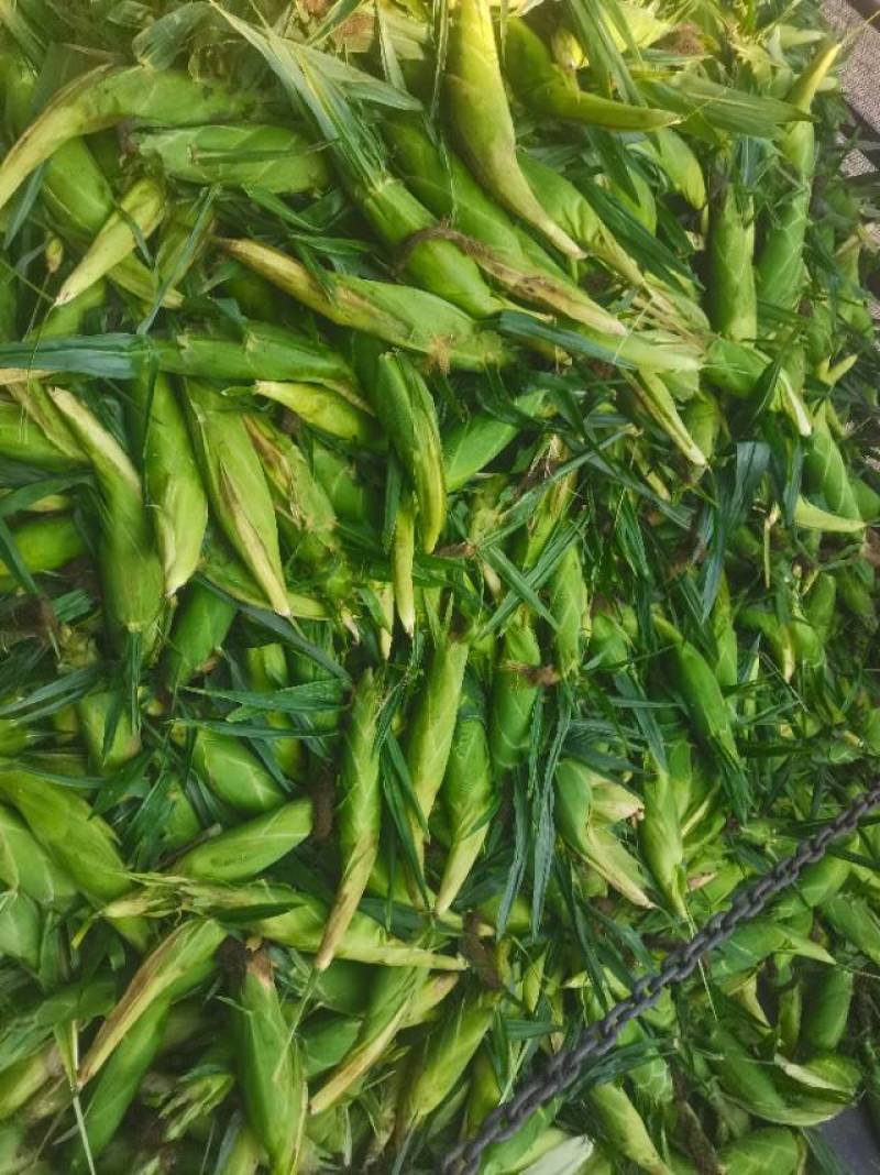 水果玉米泰阳花甜玉米