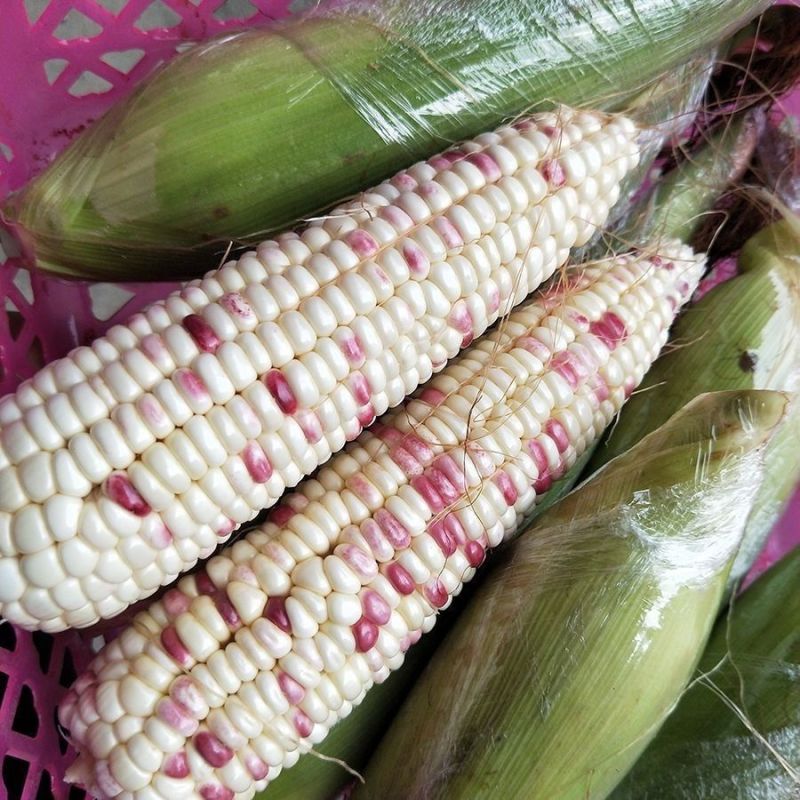 京彩甜糯玉米种子春夏秋彩糯鲜食包谷籽高产大橞皮薄香甜糯粘
