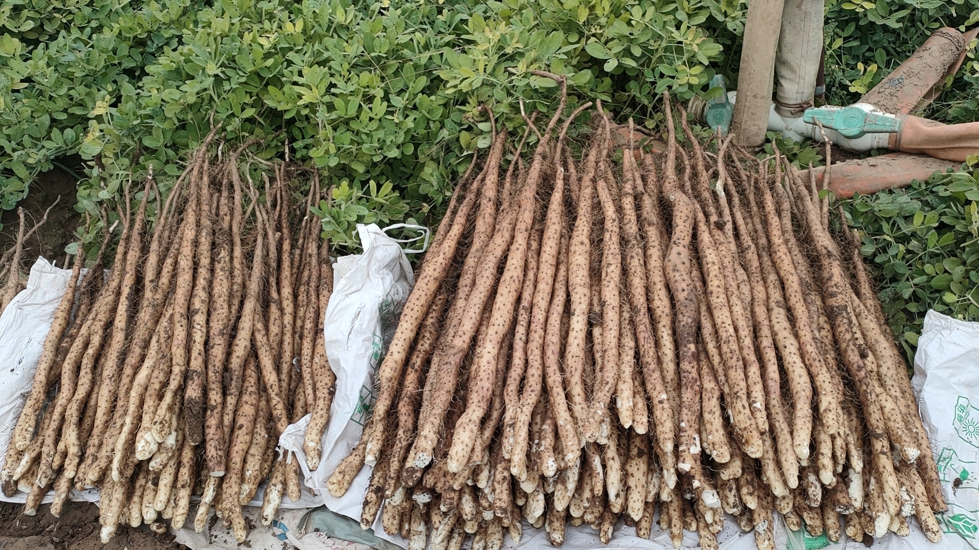 山药与莴苣新鲜食材特写对比图