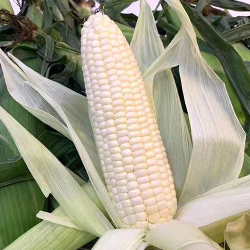 晋糯22白甜糯玉米种子大棒型鲜食糯粘白玉米种籽春秋播种