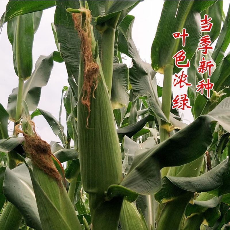 晋糯22白甜糯玉米种子大棒型鲜食糯粘白玉米种籽春秋播种