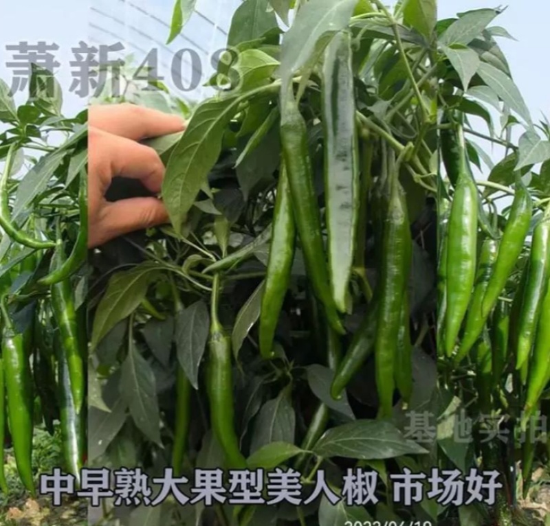 萧新408大果型美人椒种子辣味浓种业高产抗病商品佳
