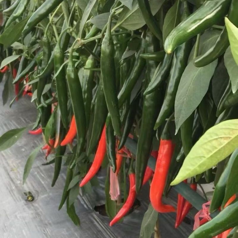 萧新408大果型美人椒种子辣味浓种业高产抗病商品佳