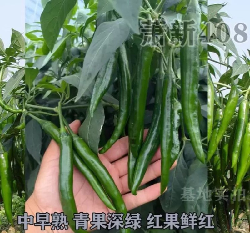 萧新408大果型美人椒种子辣味浓种业高产抗病商品佳