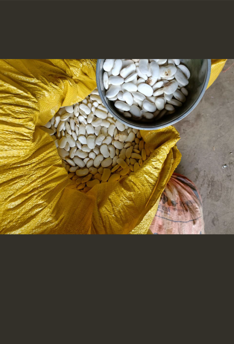 金豆豆，白芸豆