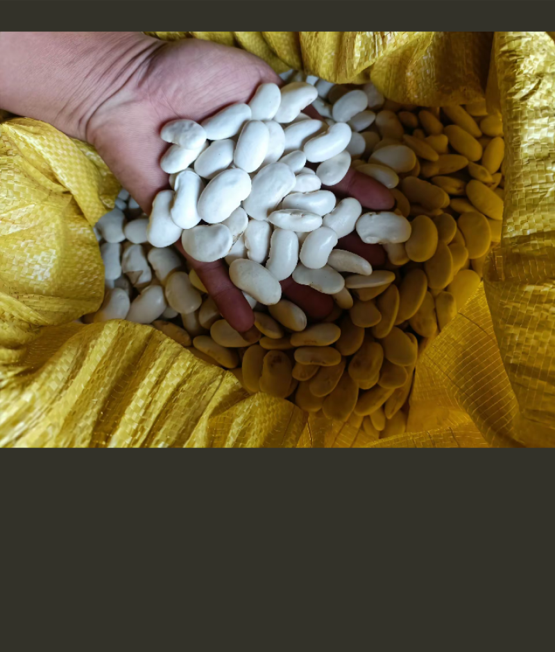 金豆豆，白芸豆