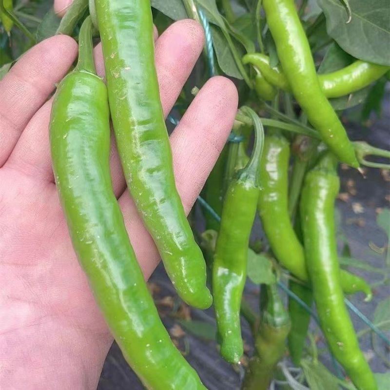 萧新佳丽辣椒种子早熟细羊角椒种籽辣味香浓春秋季种植