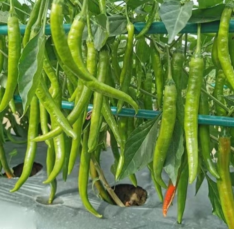 萧新佳丽辣椒种子早熟细羊角椒种籽辣味香浓春秋季种植
