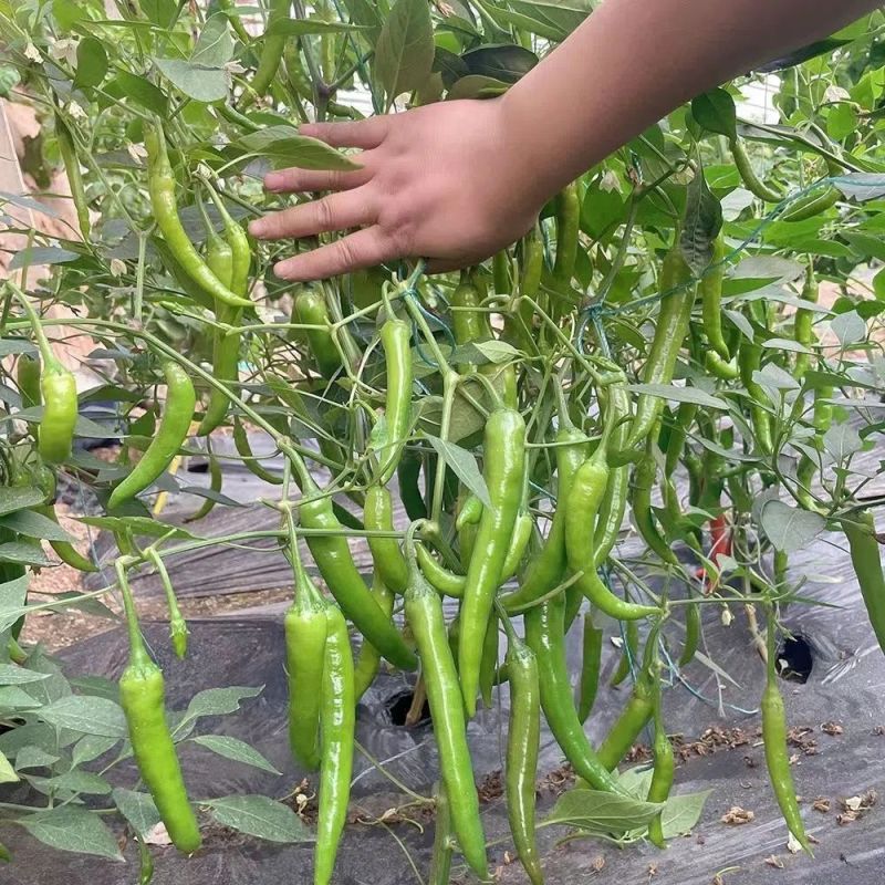 萧新佳丽辣椒种子早熟细羊角椒种籽辣味香浓春秋季种植