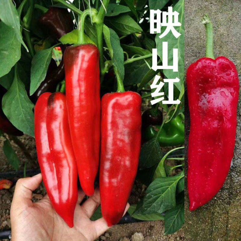萧新映山红辣椒种子杂交早熟高产抗病粗长牛角椒泡椒种籽春秋