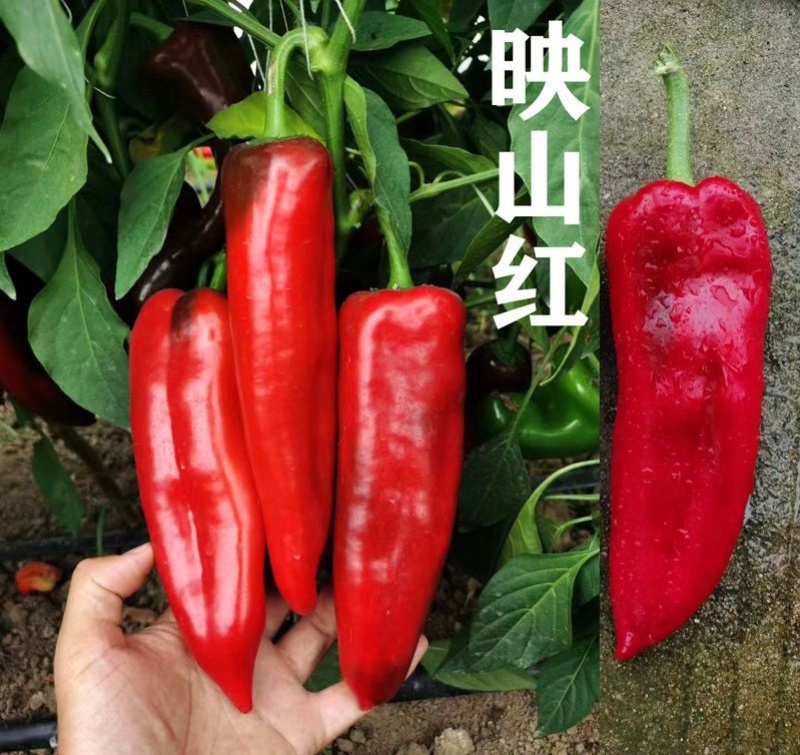 萧新映山红辣椒种子杂交早熟高产抗病粗长牛角椒泡椒种籽春秋