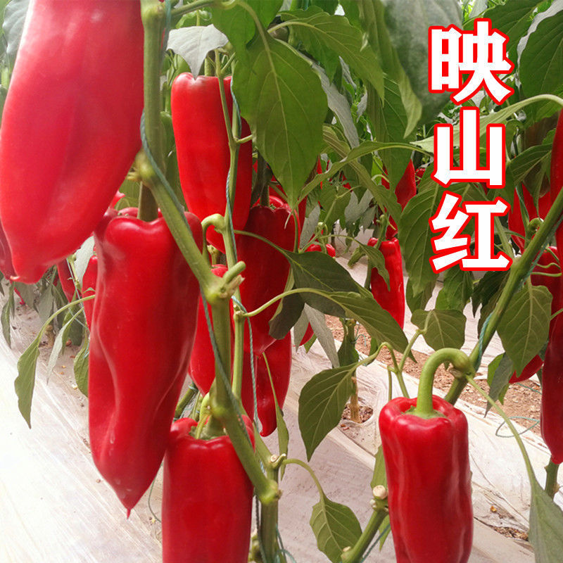 萧新映山红辣椒种子杂交早熟高产抗病粗长牛角椒泡椒种籽春秋