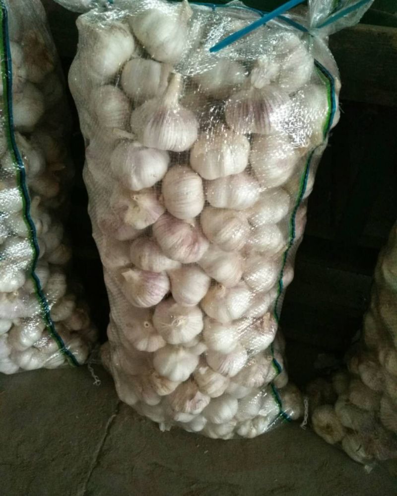 【推荐】金乡大蒜紫皮大蒜原产地发货全国发货欢迎联系