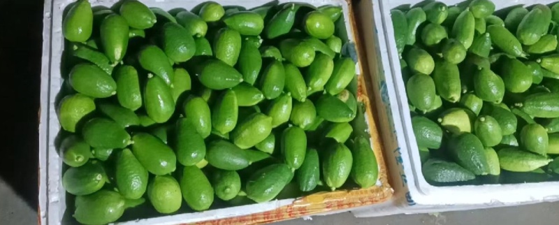 子弹头香水柠檬无籽柠檬基地直销一手批发