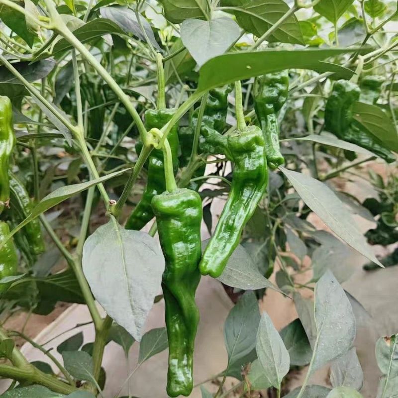 萧新黑钻皱皮辣椒种子辣味香浓黑绿色皮薄质脆羊角型皱皱椒