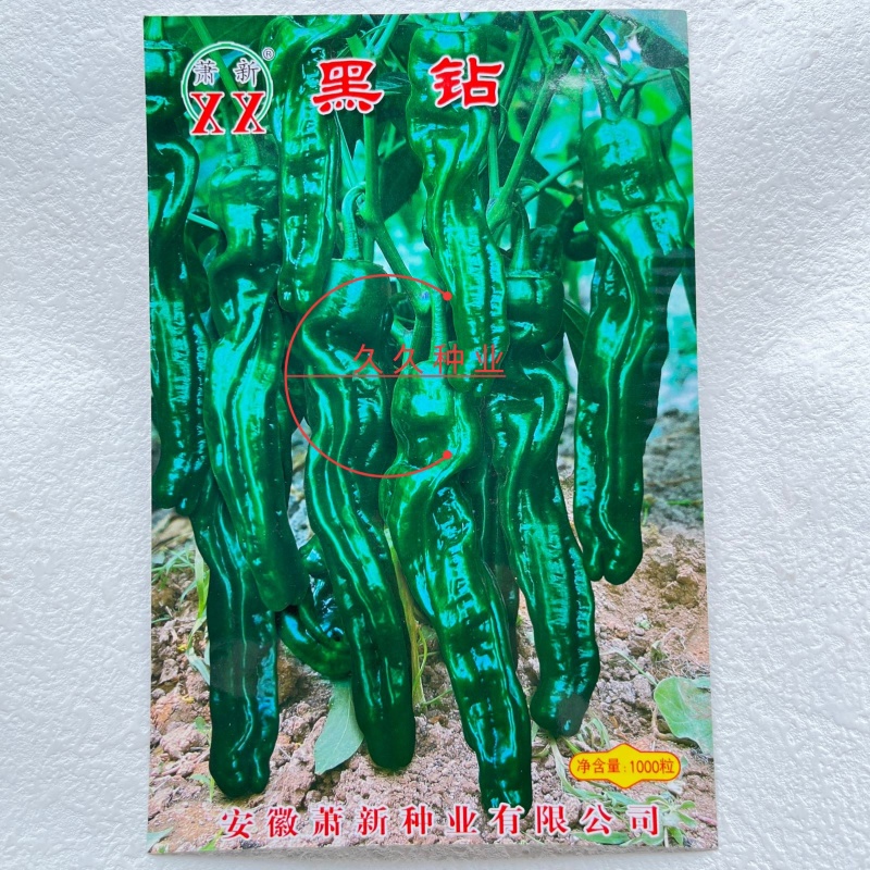 萧新黑钻皱皮辣椒种子辣味香浓黑绿色皮薄质脆羊角型皱皱椒