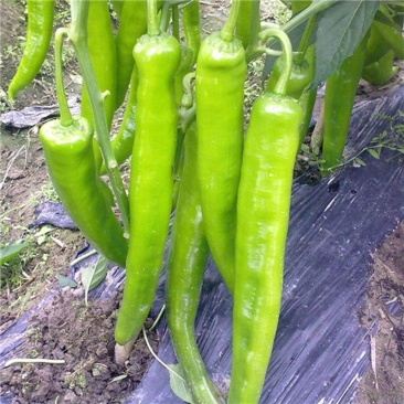 萧新天下一椒种子早熟果实粗长牛角型丰产抗病辣味中等