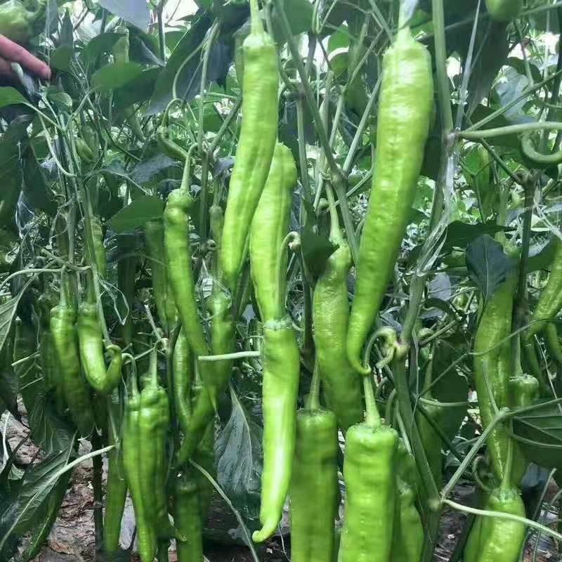 萧新天下一椒种子早熟果实粗长牛角型丰产抗病辣味中等