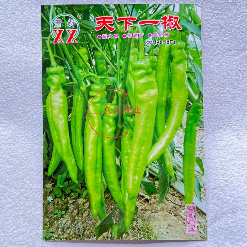 萧新天下一椒种子早熟果实粗长牛角型丰产抗病辣味中等