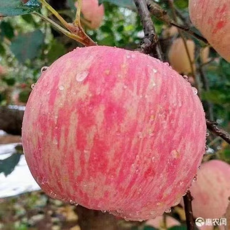 吉县苹果