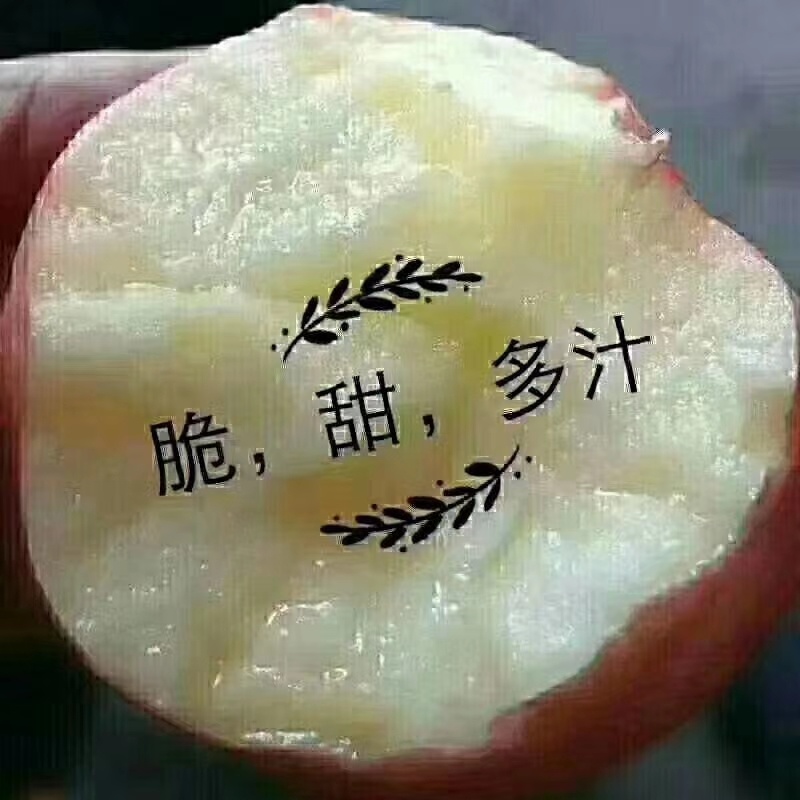 吉县苹果
