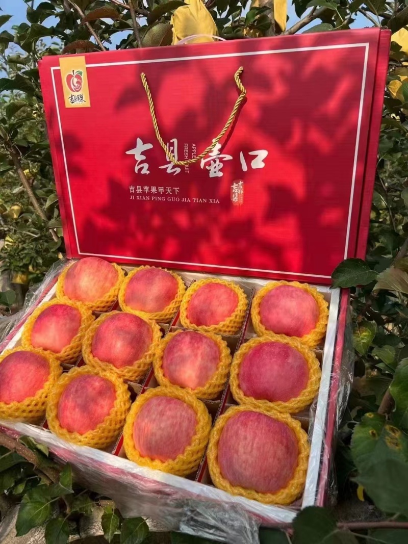 吉县苹果