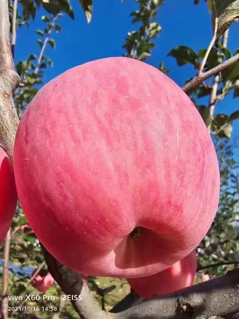 吉县苹果