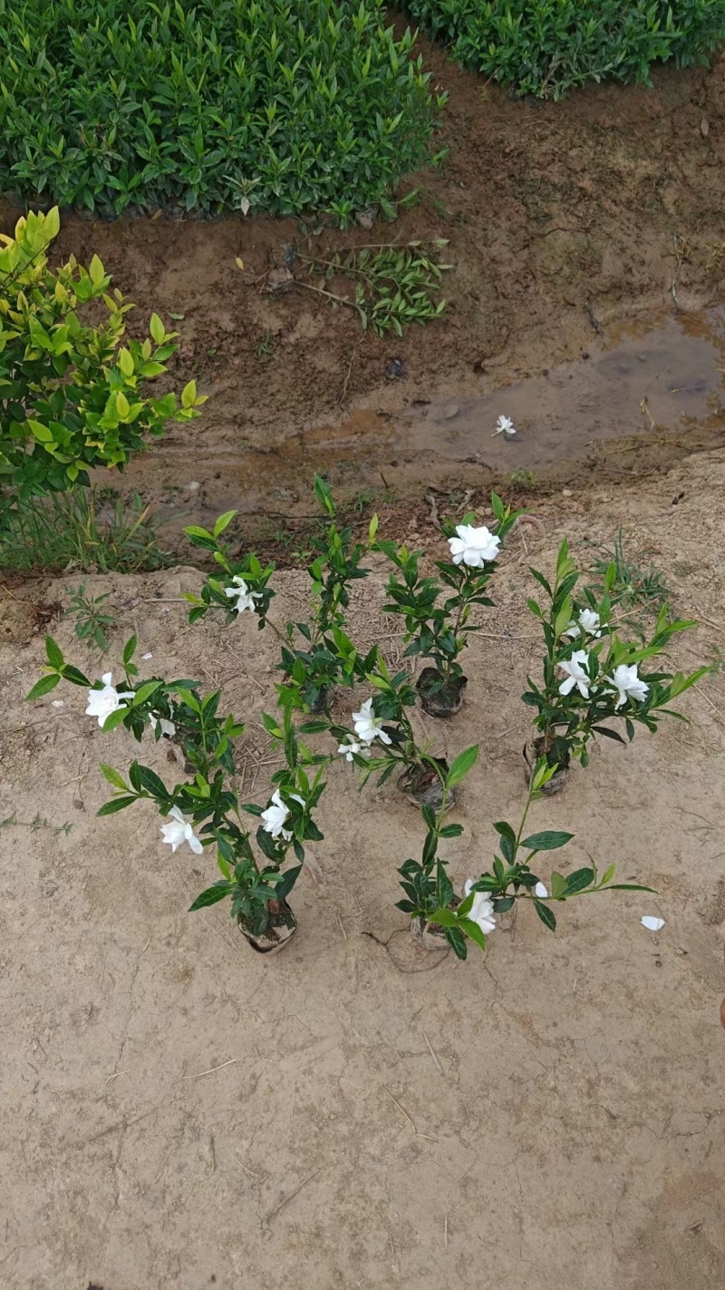 【栀子花苗】小叶栀子花杯苗，栀子花地苗，小叶栀，工程用苗
