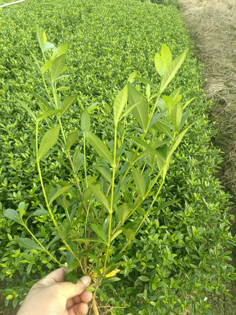 小叶栀子花