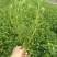 小叶栀子花