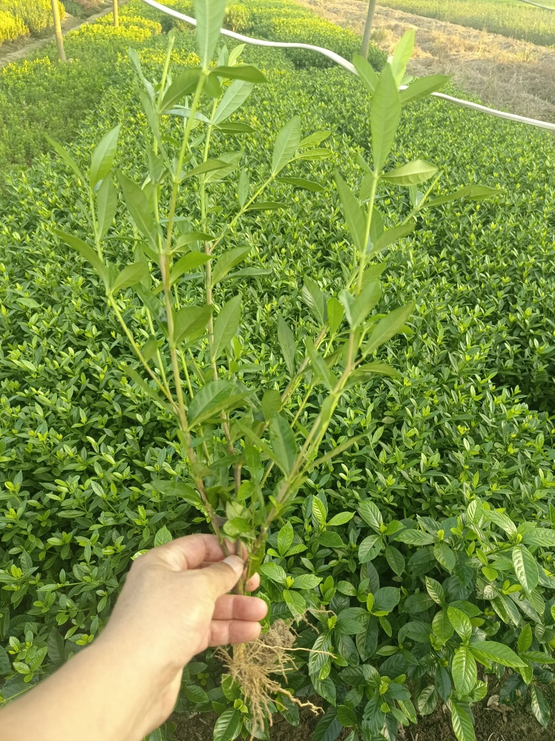 小叶栀子花