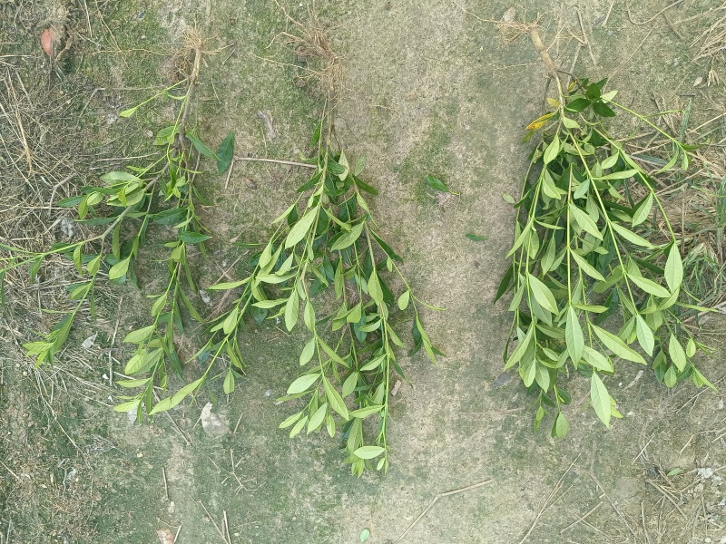 小叶栀子花