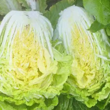 黄心白菜
