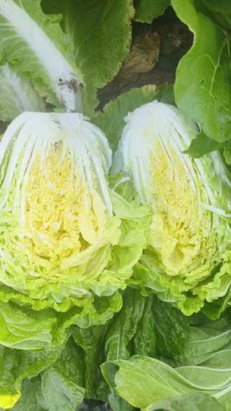黄心白菜