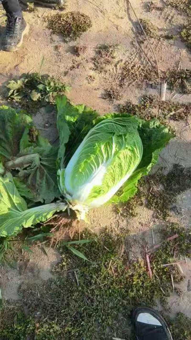 黄心白菜