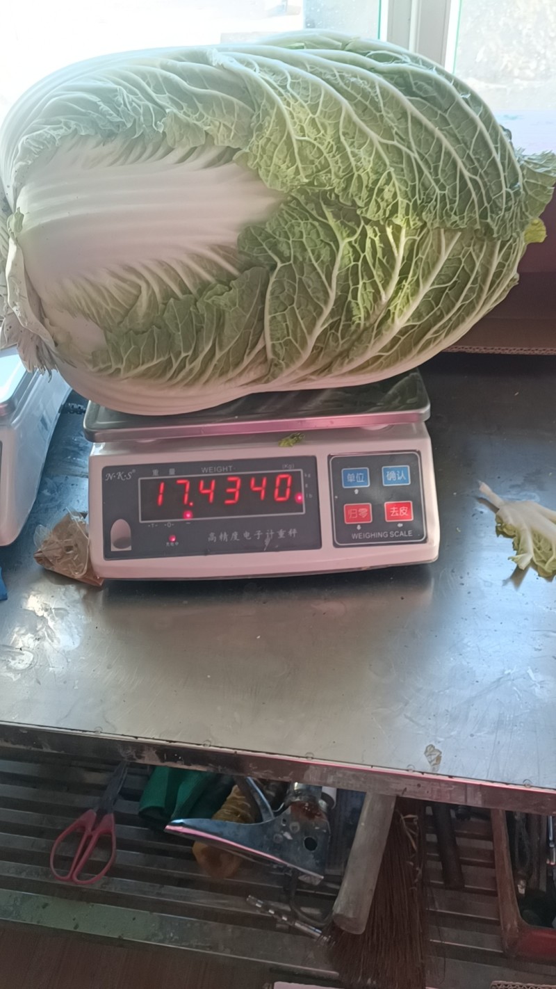黄心白菜