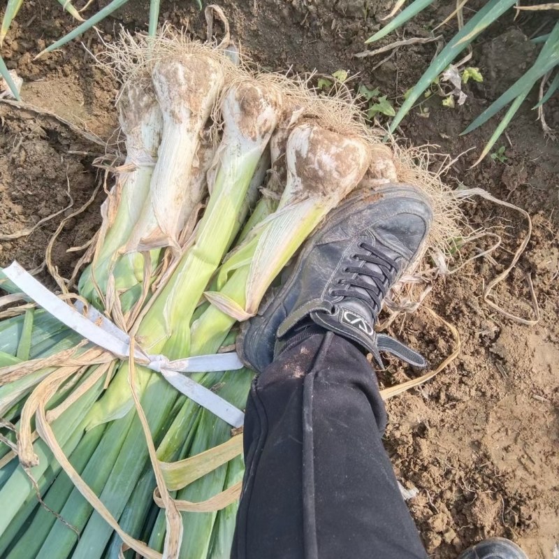 鸡腿大葱，精品大葱，大量现货，欢迎老板选购