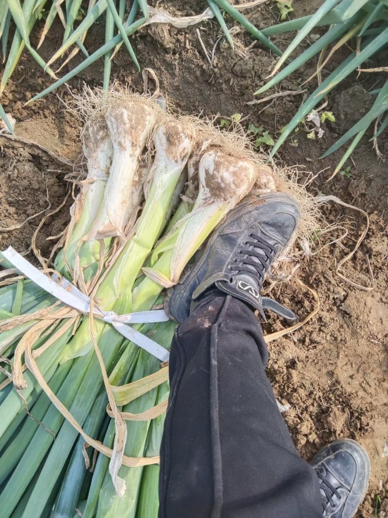 鸡腿大葱，精品大葱，大量现货，欢迎老板选购