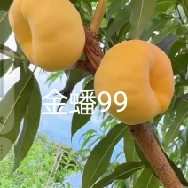 金蟠99桃苗，金蟠99树苗，桃苗，蟠桃苗，黄毛蟠桃，