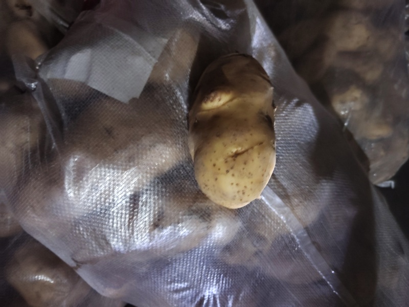 山东精品土豆荷兰十五土豆大量供应货源充足全国发货