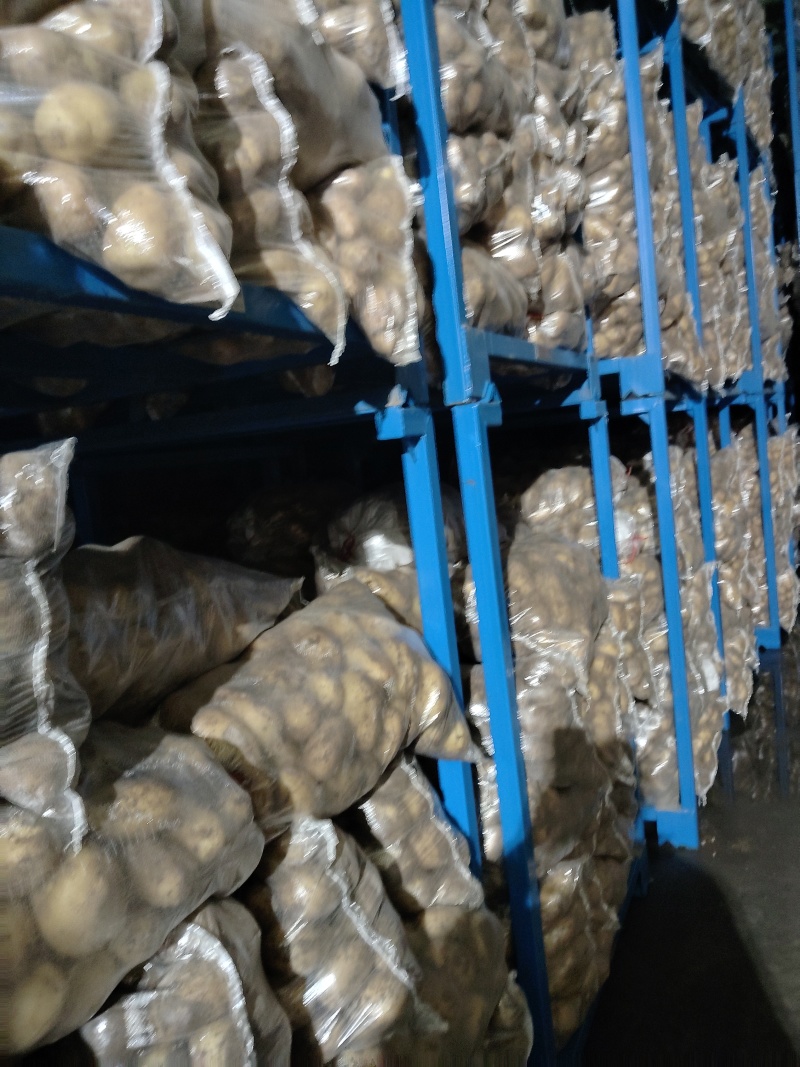 山东精品土豆荷兰十五土豆大量供应货源充足全国发货