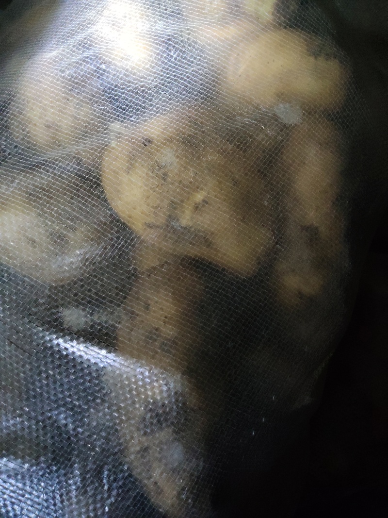 山东精品土豆荷兰十五土豆大量供应货源充足全国发货