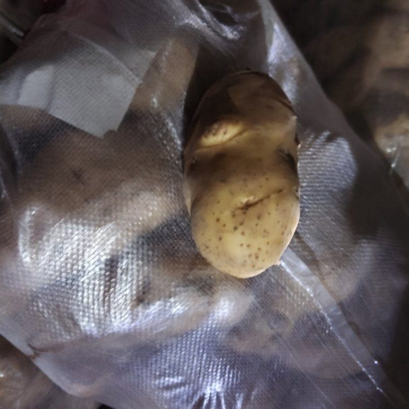 山东精品土豆荷兰十五土豆大量供应货源充足全国发货