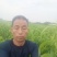 金蟠99桃苗，金蟠99树苗，桃苗，蟠桃苗，黄毛蟠桃，