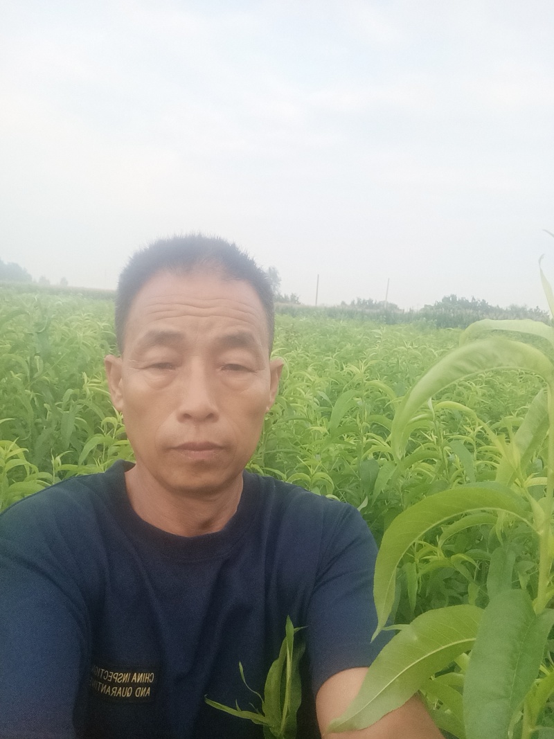 金蟠99桃苗，金蟠99树苗，桃苗，蟠桃苗，黄毛蟠桃，