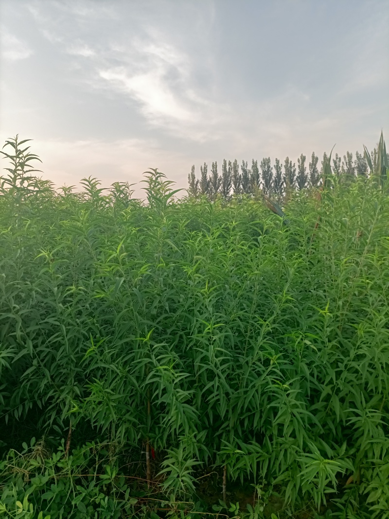 金蟠99桃苗，金蟠99树苗，桃苗，蟠桃苗，黄毛蟠桃，
